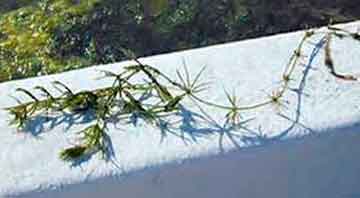 Chara Plant Noxious Lake Weed