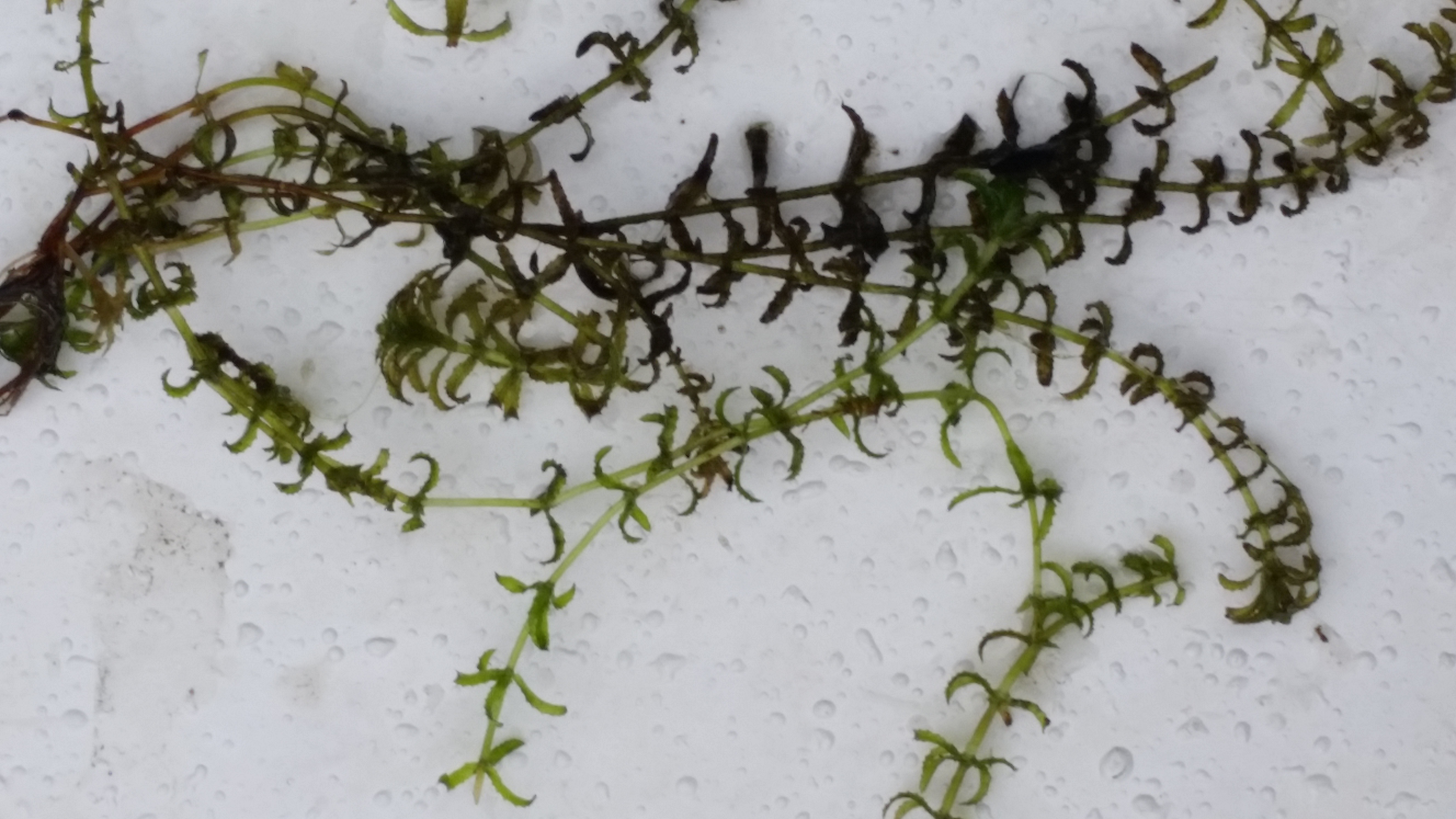 Hydrilla Plant Noxious Lake Weed